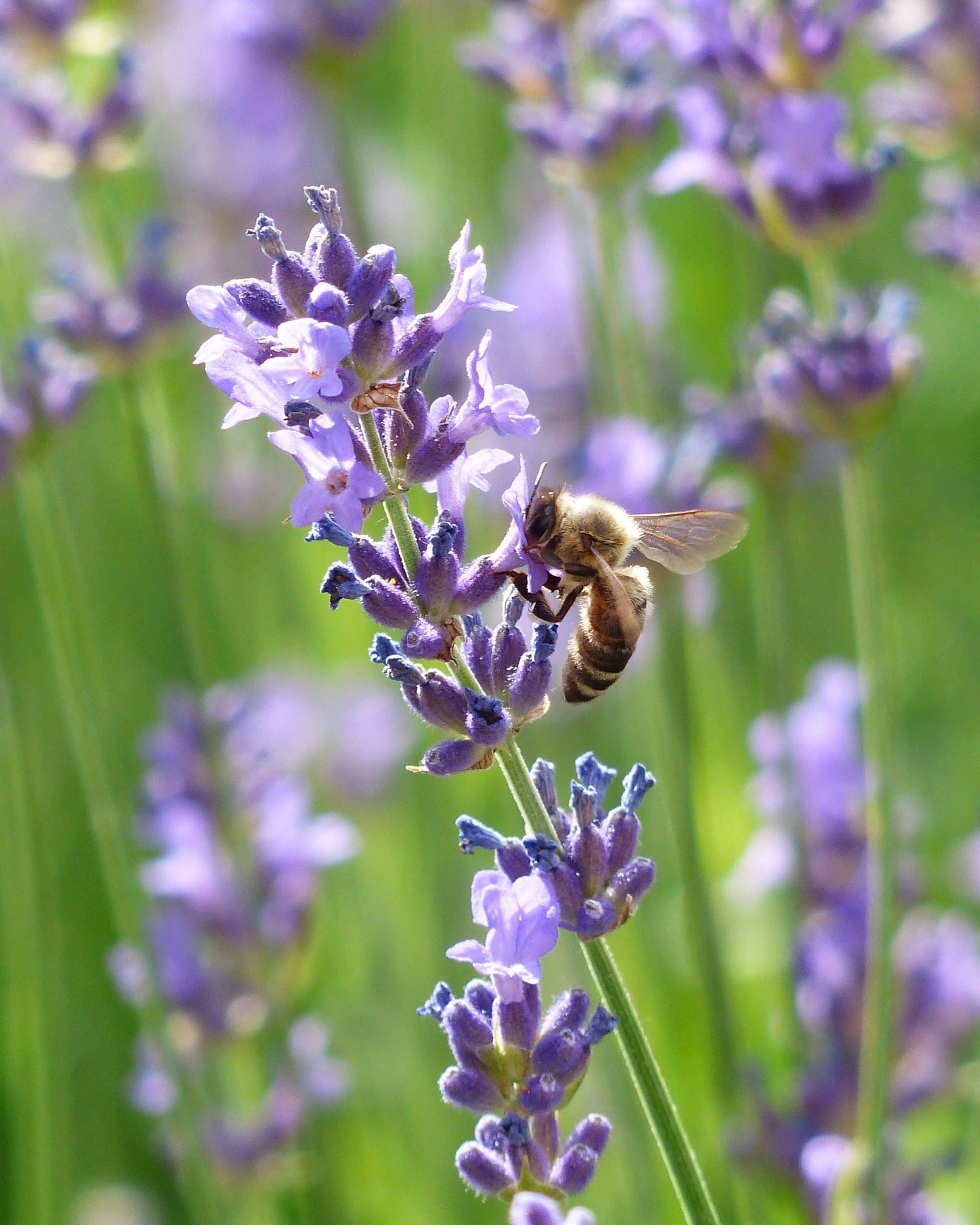 Abeille butineuse sur de la lavande