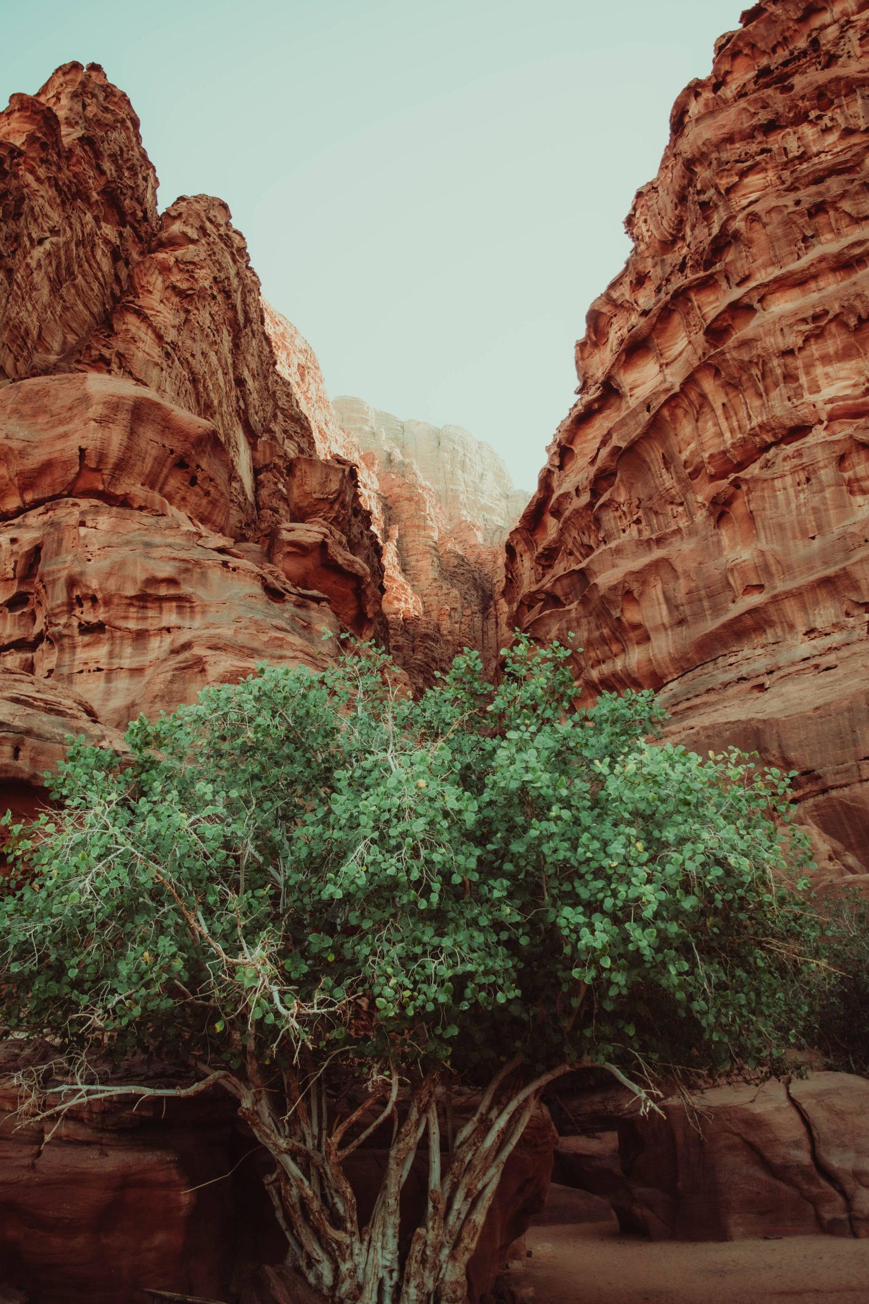 Arbre faisant écho à l'arbre de vie