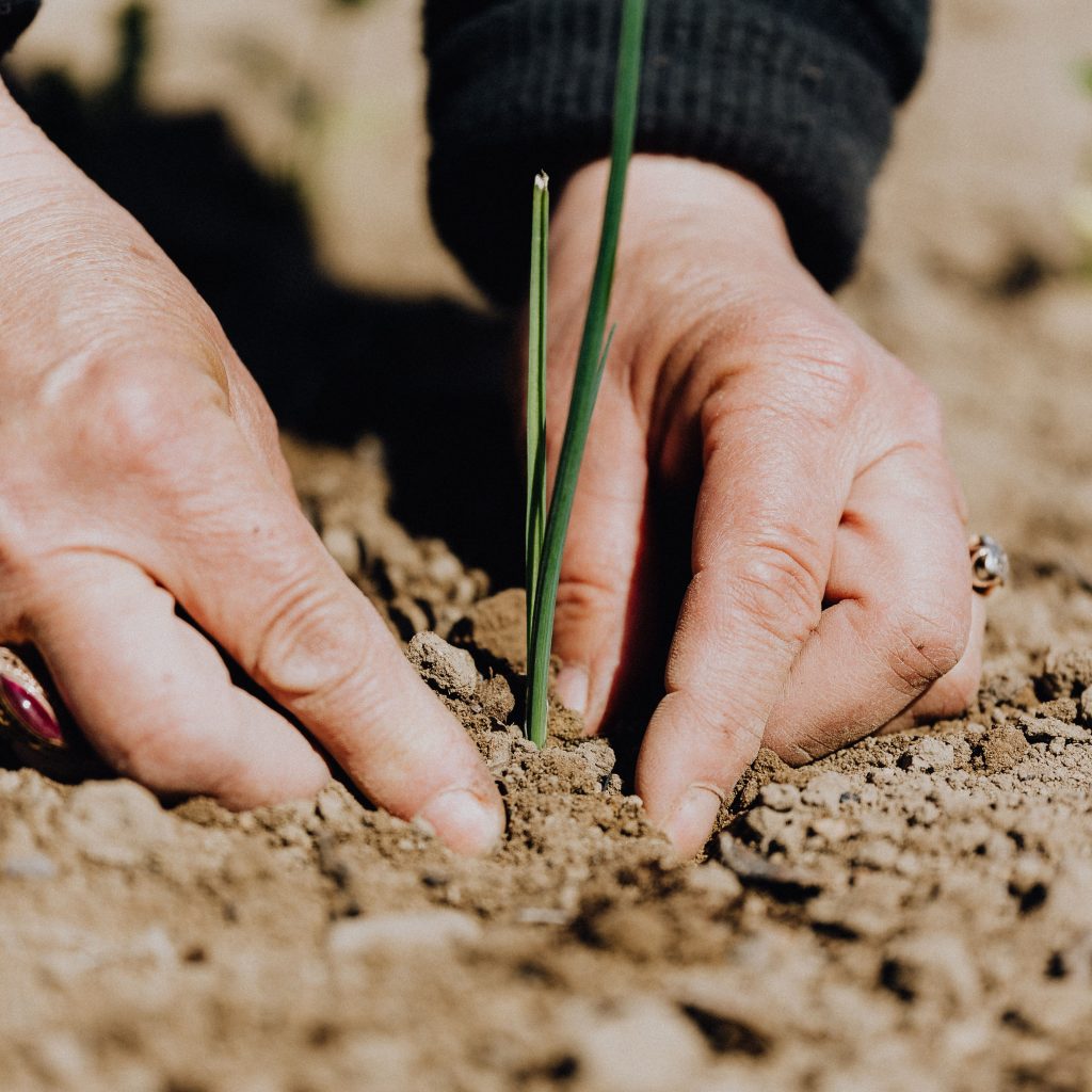 Personne qui plante de la végétation