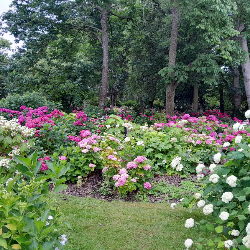 Hortensia - Parc de l'Arboretum